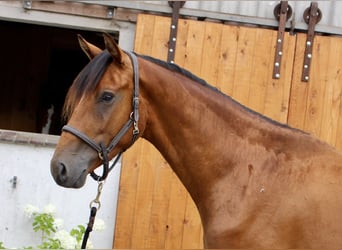 Hannoveriano, Caballo castrado, 3 años, 164 cm, Castaño