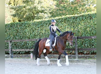 Hannoveriano, Caballo castrado, 3 años, 164 cm, Castaño oscuro