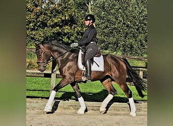 Hannoveriano, Caballo castrado, 3 años, 164 cm, Castaño oscuro