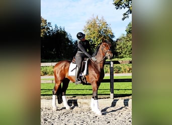 Hannoveriano, Caballo castrado, 3 años, 164 cm, Castaño oscuro