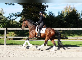 Hannoveriano, Caballo castrado, 3 años, 164 cm, Castaño oscuro