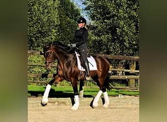 Hannoveriano, Caballo castrado, 3 años, 164 cm, Castaño oscuro