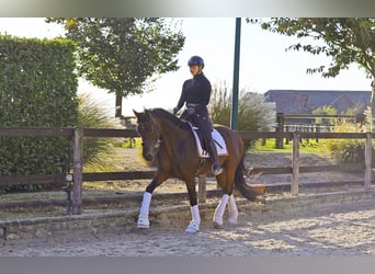 Hannoveriano, Caballo castrado, 3 años, 164 cm, Castaño oscuro