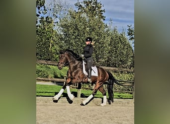 Hannoveriano, Caballo castrado, 3 años, 164 cm, Castaño oscuro