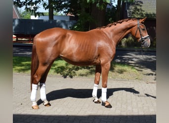 Hannoveriano, Caballo castrado, 3 años, 165 cm, Alazán