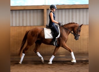 Hannoveriano, Caballo castrado, 3 años, 165 cm, Alazán