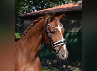 Hannoveriano, Caballo castrado, 3 años, 165 cm, Alazán