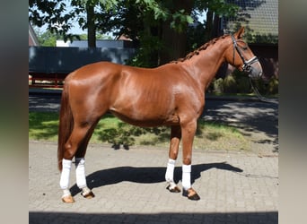 Hannoveriano, Caballo castrado, 3 años, 165 cm, Alazán