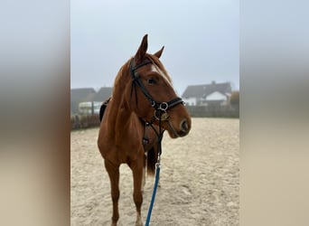 Hannoveriano, Caballo castrado, 3 años, 165 cm, Alazán