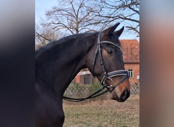 Hannoveriano, Caballo castrado, 3 años, 165 cm, Castaño