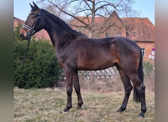 Hannoveriano, Caballo castrado, 3 años, 165 cm, Castaño