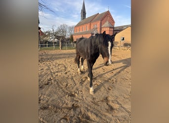 Hannoveriano, Caballo castrado, 3 años, 165 cm, Castaño