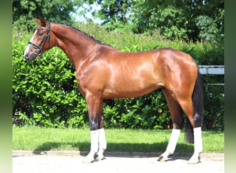 Hannoveriano, Caballo castrado, 3 años, 165 cm, Castaño