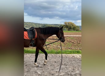 Hannoveriano, Caballo castrado, 3 años, 165 cm, Castaño