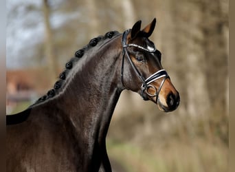 Hannoveriano, Caballo castrado, 3 años, 165 cm, Castaño oscuro