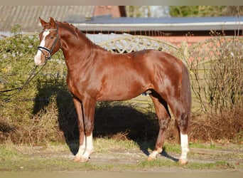 Hannoveriano, Caballo castrado, 3 años, 165 cm, Castaño oscuro