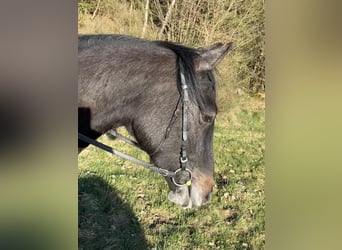 Hannoveriano, Caballo castrado, 3 años, 165 cm, Musgo