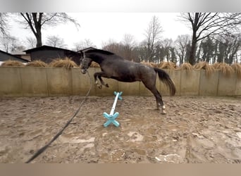 Hannoveriano, Caballo castrado, 3 años, 165 cm, Musgo