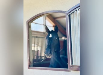 Hannoveriano, Caballo castrado, 3 años, 165 cm, Negro