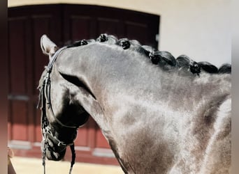 Hannoveriano, Caballo castrado, 3 años, 165 cm, Negro