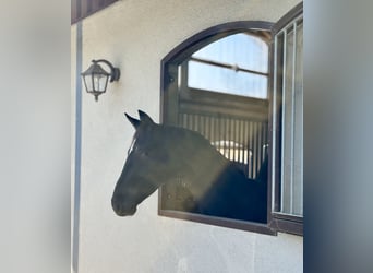 Hannoveriano, Caballo castrado, 3 años, 165 cm, Negro