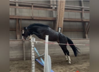 Hannoveriano, Caballo castrado, 3 años, 165 cm, Negro