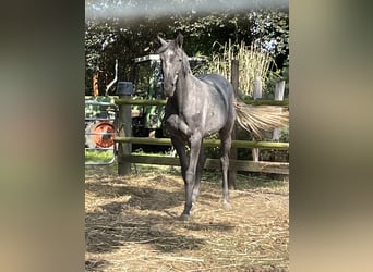Hannoveriano, Caballo castrado, 3 años, 165 cm, Tordo