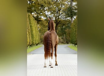 Hannoveriano, Caballo castrado, 3 años, 166 cm, Alazán