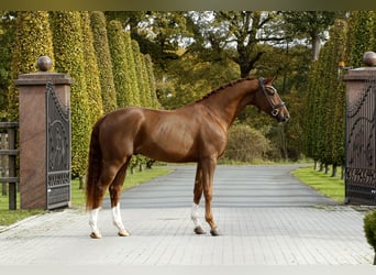 Hannoveriano, Caballo castrado, 3 años, 166 cm, Alazán