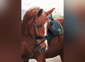 Hannoveriano, Caballo castrado, 3 años, 166 cm, Alazán