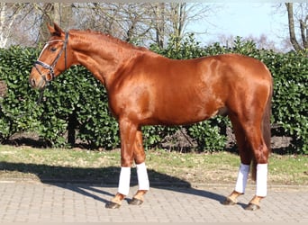 Hannoveriano, Caballo castrado, 3 años, 166 cm, Alazán