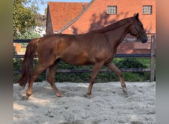 Hannoveriano, Caballo castrado, 3 años, 166 cm, Alazán