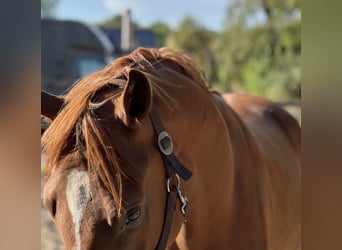 Hannoveriano, Caballo castrado, 3 años, 166 cm, Alazán