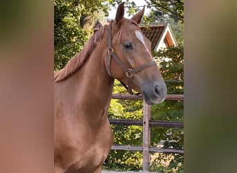 Hannoveriano, Caballo castrado, 3 años, 166 cm, Alazán