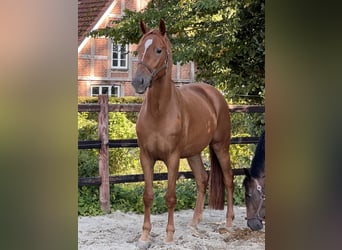 Hannoveriano, Caballo castrado, 3 años, 166 cm, Alazán