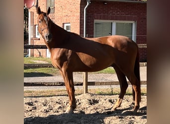 Hannoveriano, Caballo castrado, 3 años, 166 cm, Alazán