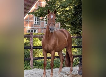 Hannoveriano, Caballo castrado, 3 años, 166 cm, Alazán