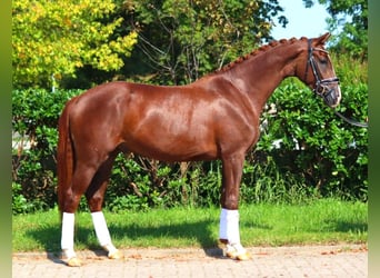 Hannoveriano, Caballo castrado, 3 años, 166 cm, Alazán-tostado