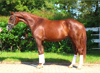 Hannoveriano, Caballo castrado, 3 años, 166 cm, Alazán-tostado