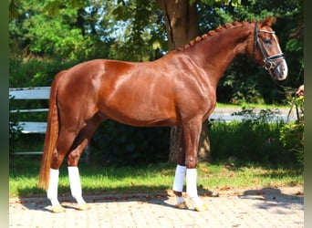 Hannoveriano, Caballo castrado, 3 años, 166 cm, Alazán-tostado