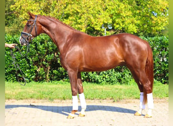 Hannoveriano, Caballo castrado, 3 años, 166 cm, Alazán-tostado