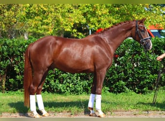 Hannoveriano, Caballo castrado, 3 años, 166 cm, Alazán-tostado