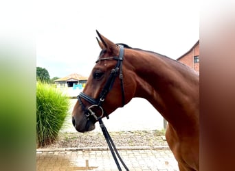 Hannoveriano, Caballo castrado, 3 años, 166 cm, Castaño