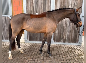 Hannoveriano, Caballo castrado, 3 años, 166 cm, Castaño