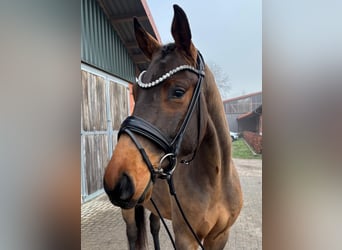 Hannoveriano, Caballo castrado, 3 años, 166 cm, Castaño