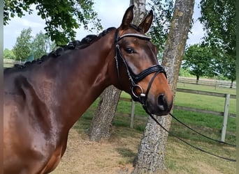 Hannoveriano, Caballo castrado, 3 años, 166 cm, Castaño