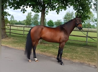 Hannoveriano, Caballo castrado, 3 años, 166 cm, Castaño