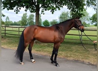 Hannoveriano, Caballo castrado, 3 años, 166 cm, Castaño