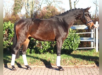 Hannoveriano, Caballo castrado, 3 años, 166 cm, Castaño