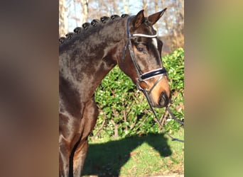 Hannoveriano, Caballo castrado, 3 años, 166 cm, Castaño